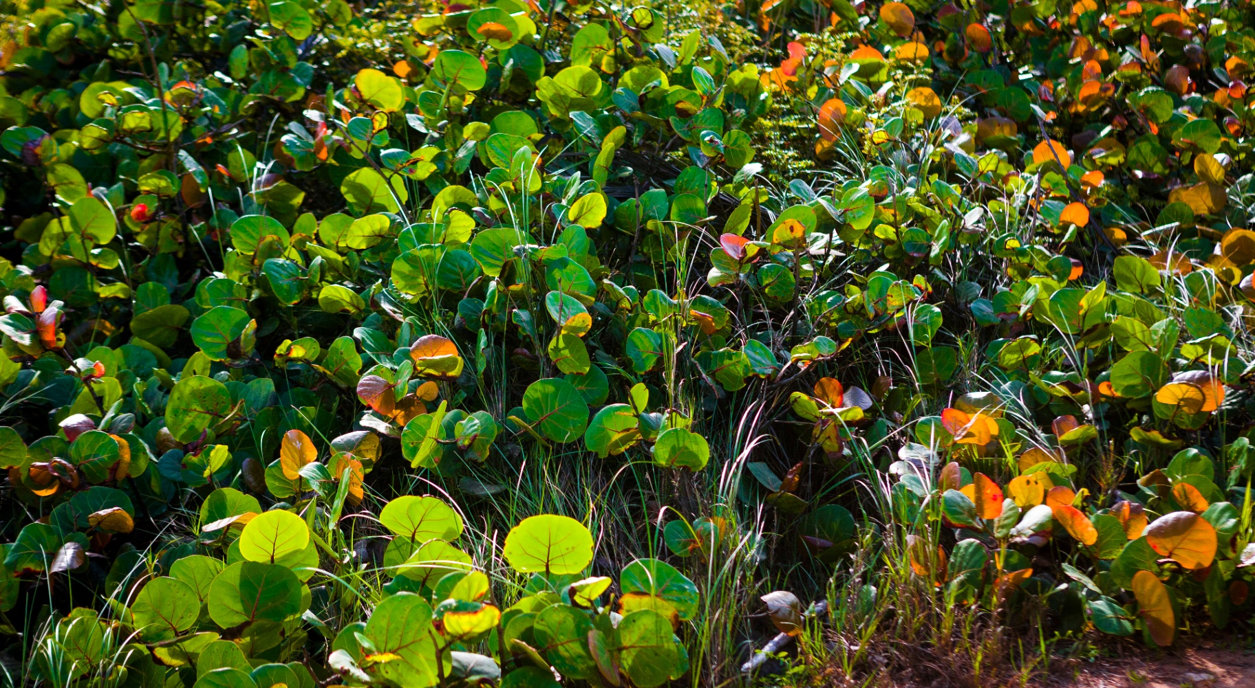 A mature sea grape hedge (Coccoloba uvifera) in a Hobe Sound, Florida native landscape by Longleaf Design.